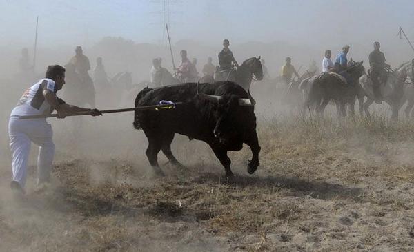 quediario's tweet photo. El Toro de la Vega, ¿todo vale por la tradición?  http://t.co/iZsUIGN45s RT: NO FAV: Sí http://t.co/R8GNRFP7yc