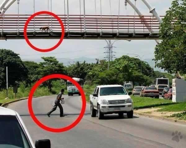 _Paisajes_'s tweet photo. "Gente estúpida vs. animales inteligentes." http://t.co/QSxtIpvEjj