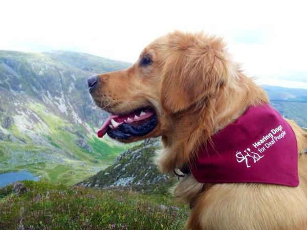 HearingDogs's tweet photo. Our gorgeous demo dog Rory had a brilliant holiday in Wales! Doesn't he look smart in his demo dog bandana? http://t.co/maxnqOFtHb