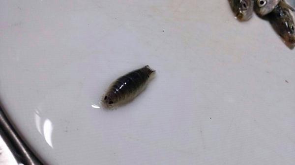 どうぶつ探検隊 寄生虫注意 大学の友達の知人が釣りをしていたらママカリ サッパ に付いてたみたいです サッパヤドリムシ という 外部寄生虫で寄生してる魚の血を吸うらしいです Http T Co 2f6mcoqlof Twitter