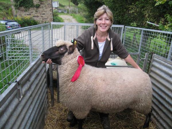 Vickyelizprice's tweet photo. Prize winning Clun Forest Ram bought from @McCartneysLLP Ludlow livestock sale last Friday. #nativebreeds #clunforest http://t.co/7cTlwNpFNj