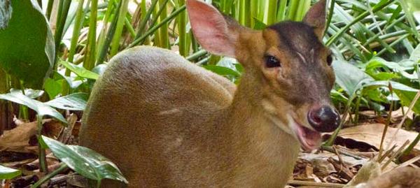 We Virginia Wildlife Control provide List of Services for #WildlifeManagement... bit.ly/1wfGjDa