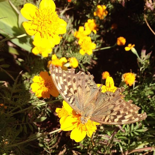 Симферополь АэроФото on Twitter: "#ещенемноголета #крымнаш #симферополь ...