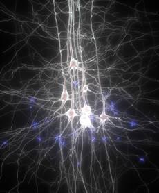 Matheo29's tweet photo. [VIDEO] via @lemondefr Comment se forme le cerveau? #C3RV34U l'expo de la @citedessciences http://t.co/vi4ER3W9yd http://t.co/Nukh3bingg