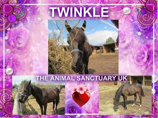 The_Animal_Team's tweet photo. TWINKLE Welsh section C Yearling #BadStart in Life #Black #Stunning #Haltered #rt #LovingHome @TheAnimalSancUK http://t.co/ydMeCjCv8o