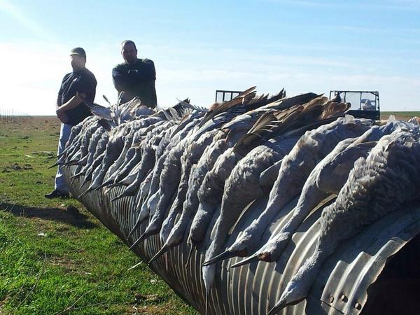CraneWreckers's tweet photo. The migration is on and it won't be long and they will be crossing state lines headed our way. #cranewreckers #crane http://t.co/Ogc4SDTcf8