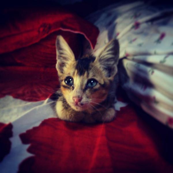 Graphcoder's tweet image. Saved these lil fellas,just rocking my home right now :)