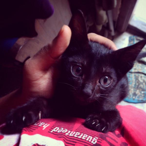 Graphcoder's tweet image. Saved these lil fellas,just rocking my home right now :)