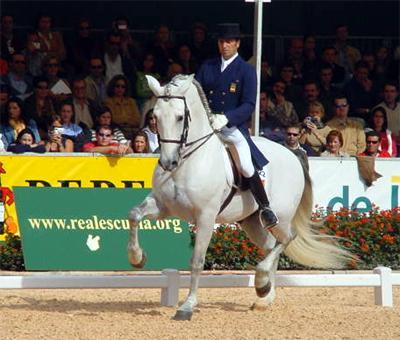 CaballosPRE's tweet photo. Se nos fue "Evento", el 1er caballo que abrió un camino para que el PRE triunfara en la Doma Clásica internacional. http://t.co/qBqTvaux88