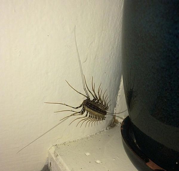 dmaherrr's tweet photo. @ElvisDuranShow talk about centipedes these live in my house http://t.co/1FSIjz8lxl
