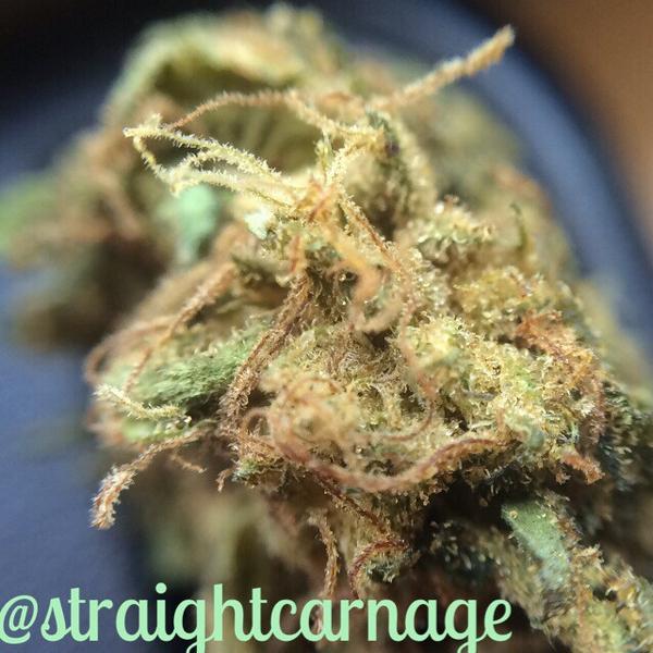 StraightCarnage's tweet photo. Forgot what this one was, but it was dank af ๐ #macro #topshelflife #drdarby #ddank #ddope http://t.co/rMgfziEVvP