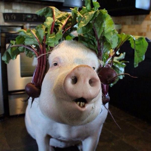 EstherThePig's tweet photo. Turnip the beet and get down with your bad self. http://t.co/oP3jf64PF5