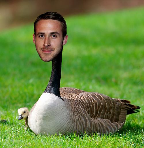 Gosling meme. Гослинг Гусь. Человек Гусь.