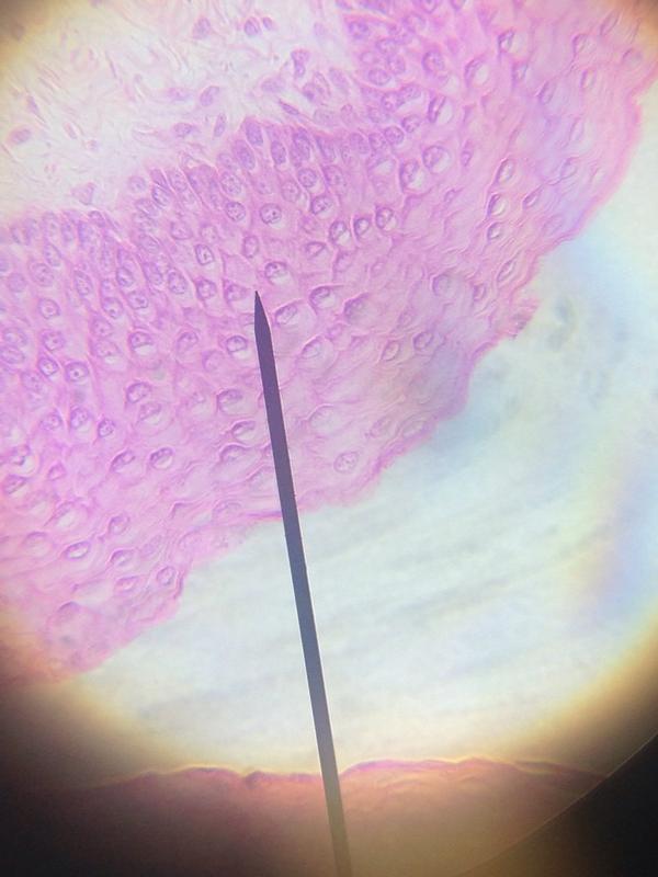 HembreeLauren's tweet image. #Keratinization @BVHSScience