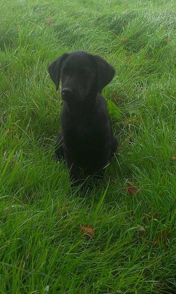 OatmealOf's tweet photo. Mya eats the oats too #nofilter http://t.co/7V7VftEFnn