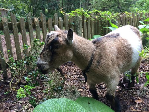 JaxNatureCenter's tweet photo. Nom nom nom...Ollie enjoying some browse http://t.co/62X2YvNSi4