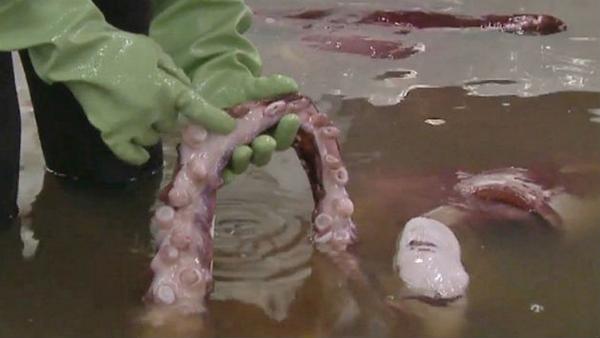 T13's tweet image. Científicos descubren intacto calamar colosal de 3,5 metros ow.ly/ByCPO