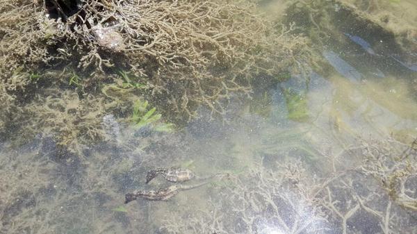 Look what our Knysna Seahorses are up to! :-)