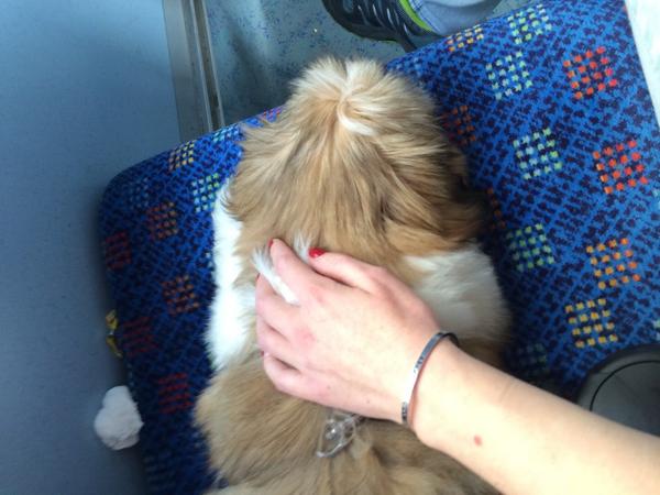 First trip on the bus #dogonbus #bus