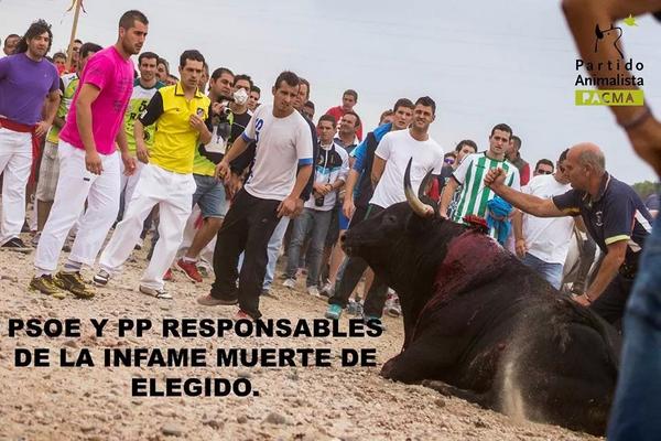 PartidoPACMA's tweet photo. Desde el Partido Animalista PACMA, seguiremos trabajando hasta poner fin al Toro de la Vega. http://t.co/syY4kTy8GR