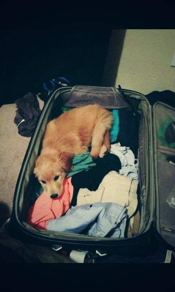 Packing for uni like can I bring him pleaseee? #mmuprobz