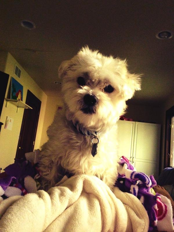 samanthahanson_'s tweet image. Sorry I can't go to school my dog won't let me #validreason