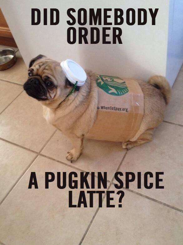Happy Tuesday Did you order... TaelerFans pumpkin pugs Fall smile