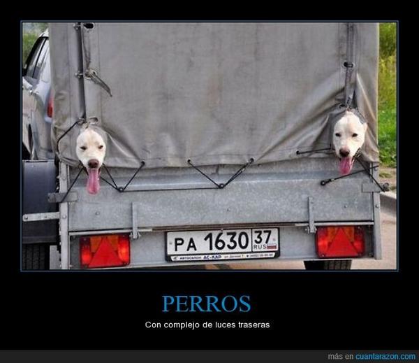 cuantarazon's tweet photo. PERROS http://t.co/vWlK3DklbA http://t.co/CcvS07XUqQ
