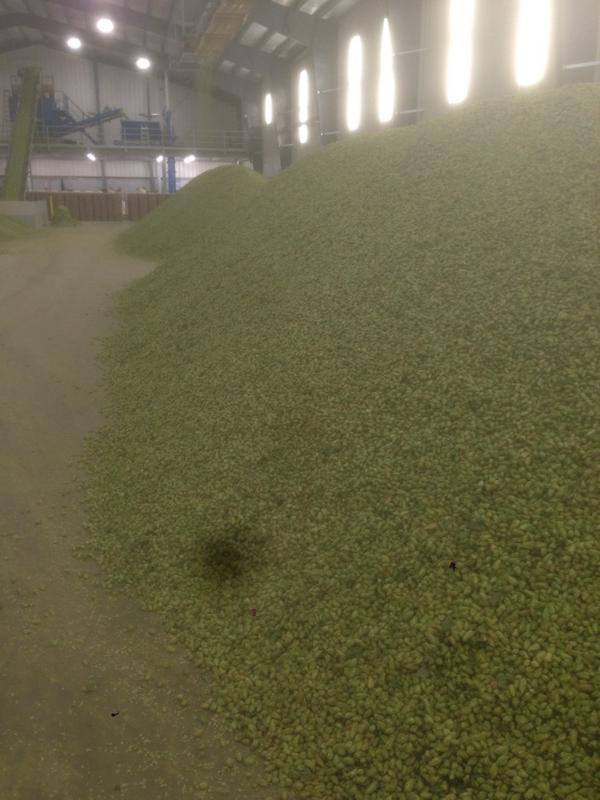 Touring hop farms in Yakima today. Selection coming up. Killer hops for <a href="/FlyingDog/">Flying Dog Brewery</a> beers.