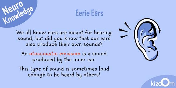KizoomLabs's tweet image. Can you ear me now? #neuroknowledge #thesenses