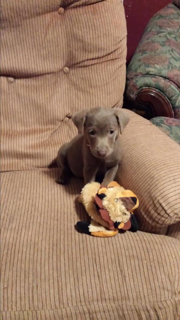 BoschPam's tweet photo. My newest-Cheyenne! http://t.co/rvRSFAjxZT