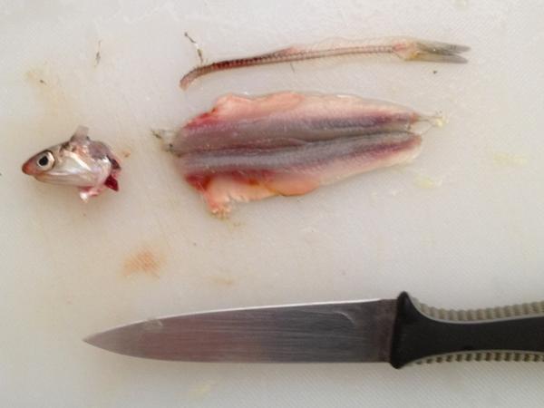 FairShareCSF's tweet image. Come join our hands-on squid and anchovy demos @eatrealfest this Sun, 2:30 on the Meat&amp;amp;Butchery Pavilion. #erf2014