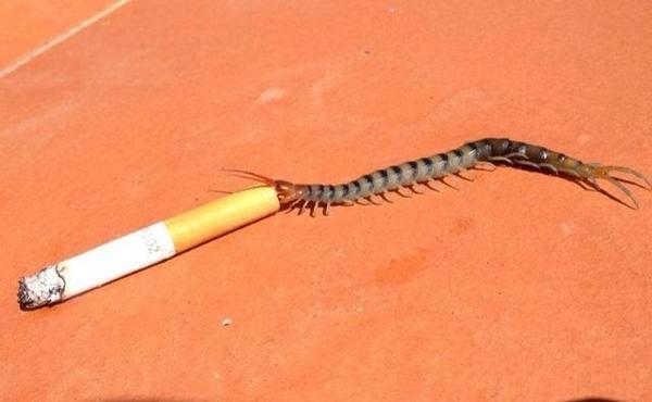 optatives's tweet image. chill it's a metaphor