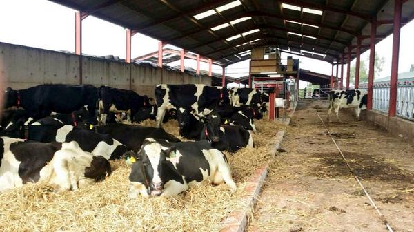 DavidClivestock's tweet image. @lelyrobotman Todays load of cows delivered to a new #lelyrobot set up in Hereford all settled &amp;amp;  milked #happycows