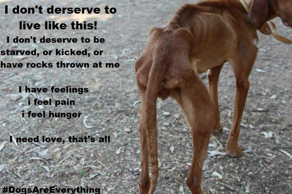 Pla5ticR3b3l's tweet photo. "... i dont deserve to to be starved.. "

#DogsAreEverything
#dogs http://t.co/fNj4NoFHGq