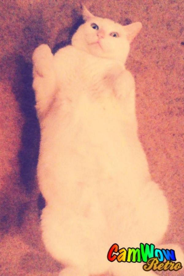 jmdraper2000's tweet image. My cat snowball #90scatvsdog