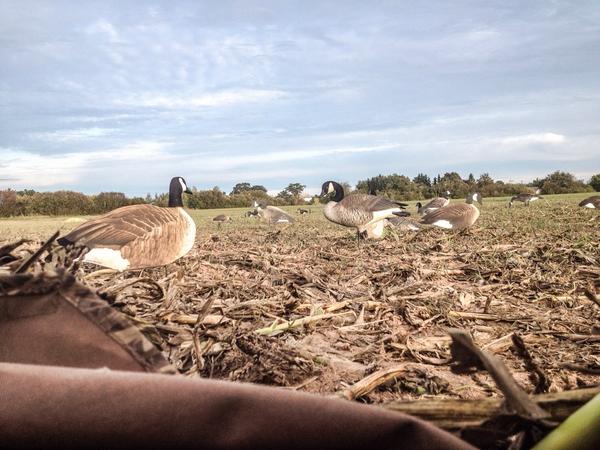 kozway's tweet photo. Last day of early goose season! #gohuntbirds @valleycallshunt http://t.co/LyvIVVhjVZ