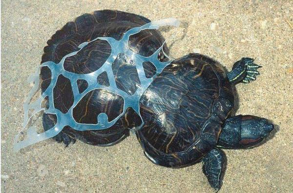 Tweetterbug's tweet image. Did you use plastic today in your food prep?? de-signofthetimes.blogspot.ca/2014/09/your-p…