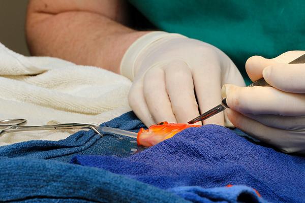 scotty_peeps's tweet photo. "@CBCNews: George the goldfish A-OK after surgery to remove tumour http://t.co/7yK2GkcO7B http://t.co/QoZpB23gle" WHY