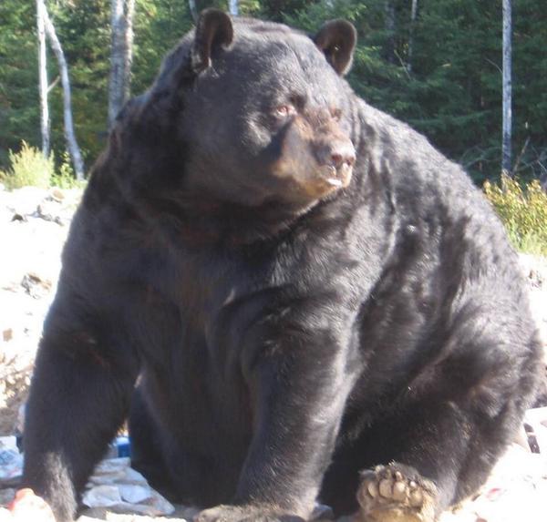 Largest Bear Ever Recorded