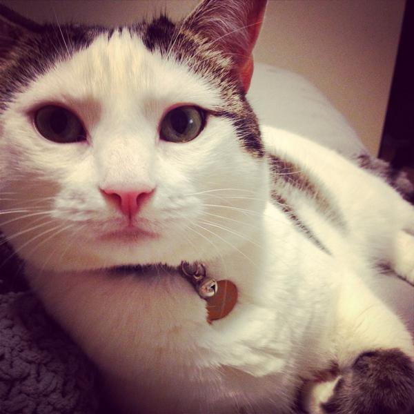 RubyandLavon's tweet image. Relaxing watching the boob tube with Ruby!