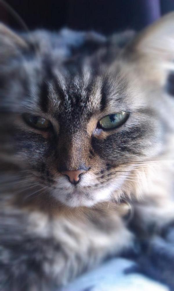 lis125_manning's tweet photo. My beautiful Lunar (tweeting my first pic) #tis142 #catlover #AnimalLover http://t.co/hzwXsUUgON