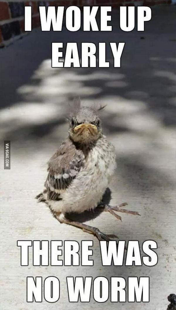 LHaddadin's tweet image. Early Bird They Said Finds The Worm They Said #Sleepy #NotFunctioning