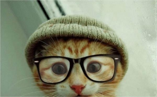 Local_Unknowns's tweet photo. Hold up, hold up..there's a Cat Film Festival and it's coming to Sydney. Mind blown. #CatsOfTwitter #filmmaking http://t.co/6LZtF6yheR