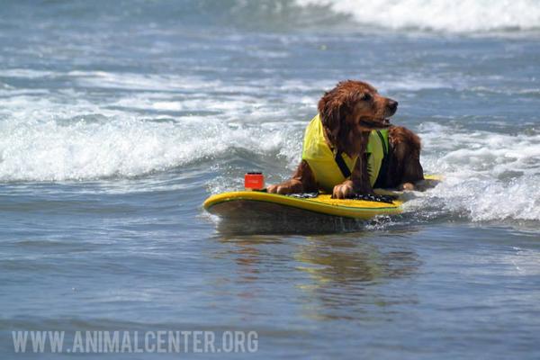 houndsofhope's tweet photo. What's it like to be a #dog on a surfboard? Paw-some POV video! http://t.co/CufC9mRjxh via @TIME #hangtwenty http://t.co/d5PciR6Xlj