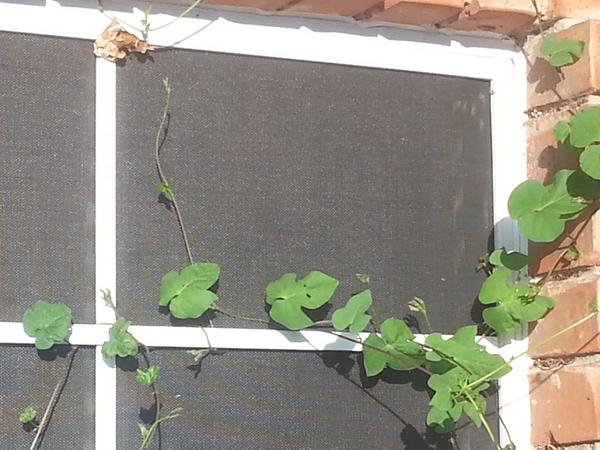 UsmcKent's tweet image. Logarithmic Function, Quadratic Function, Rational Function, Square Root Function. #chchsparentfunctions #chisdready