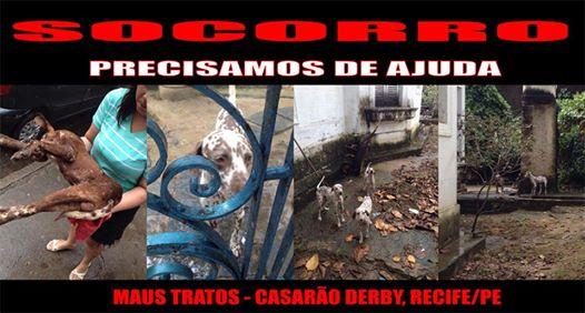 AcheiC's tweet image. Polícia apura maus-tratos a 19 dálmatas no Derby facebook.com/acheicaesgatos… O delegado constatou a reincidência.