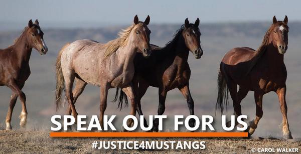 @BLMNational Stop the roundups & slaughter of our wild horses! #justice4mustangs ” @NoMoreHorseSlgt”