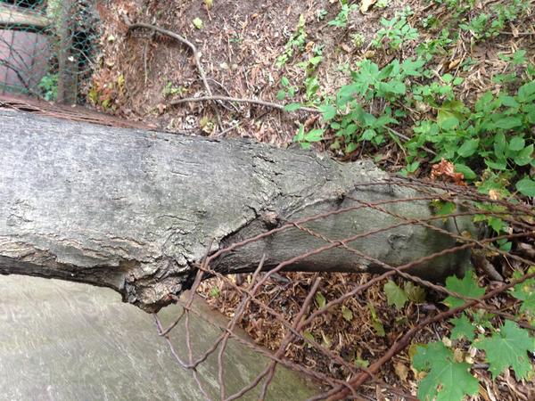 TreesCount's tweet image. 3 #treestories by #urbanforest volunteers: treescount.blogspot.ca ! Squeaked in under contest deadline. Winner tmrw!