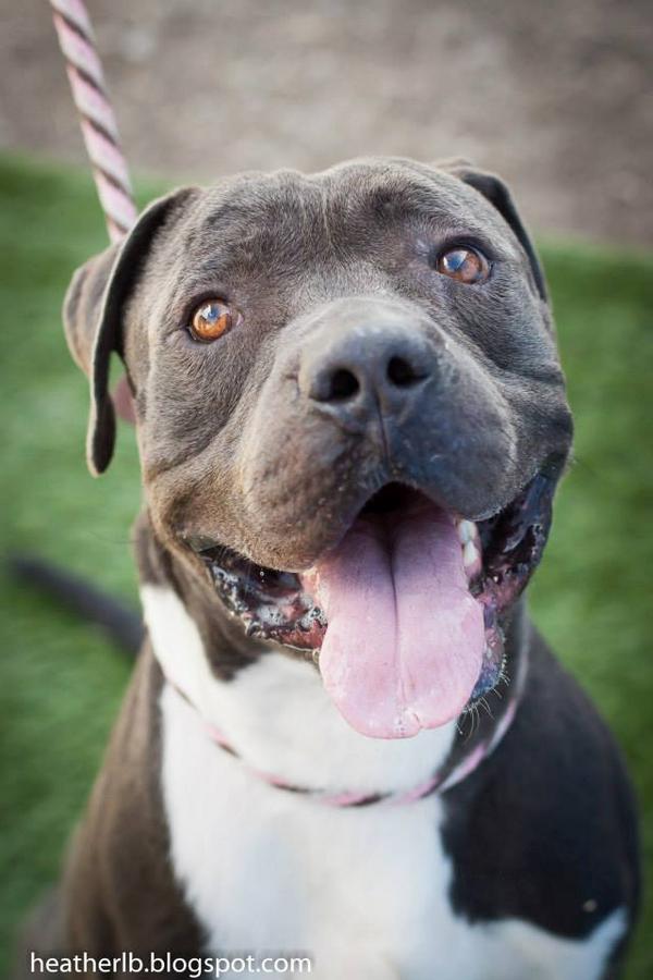 Dawnsnake's tweet photo. RAIN OR SHINE!! Daily Adoptions 7am-11am@PimaPawsForLife @cityoftucson @totallytucson @TucsonStar See you there! http://t.co/NgLi5kXxi5